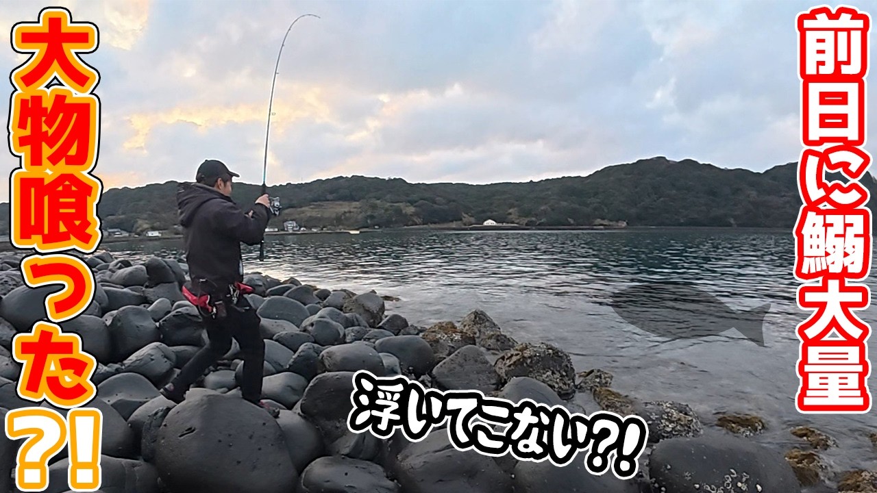 数日間大量のカタクチイワシが神社裏で発生？！そして…