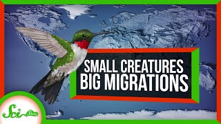 5 Tiny Animals With BIG Migrations