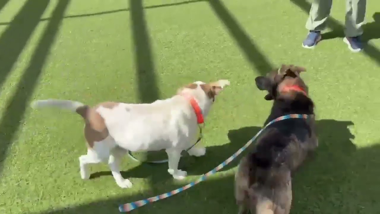 Rascal, a Adoptable mixed breed in Hartsville, SC video 6/6