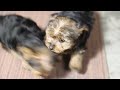 Yorkshire Terrier dogs for sale: Buddy - Video 1