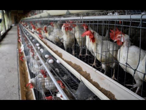Poultry Eggs Production