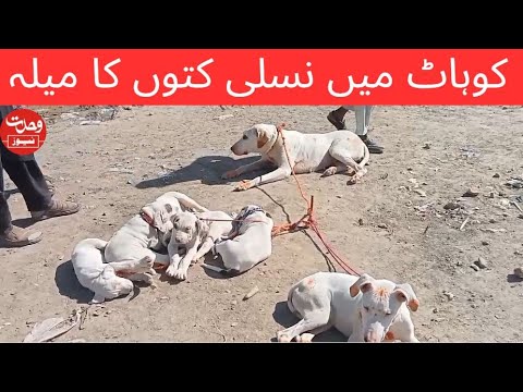 کوہاٹ میں نسلی کتوں کا میلہ،نعمت اللہ خان کی رپورٹ