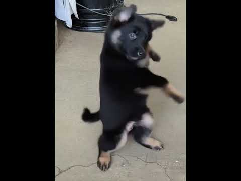 HUMOR RISAS TUNUYAN MENDOZA