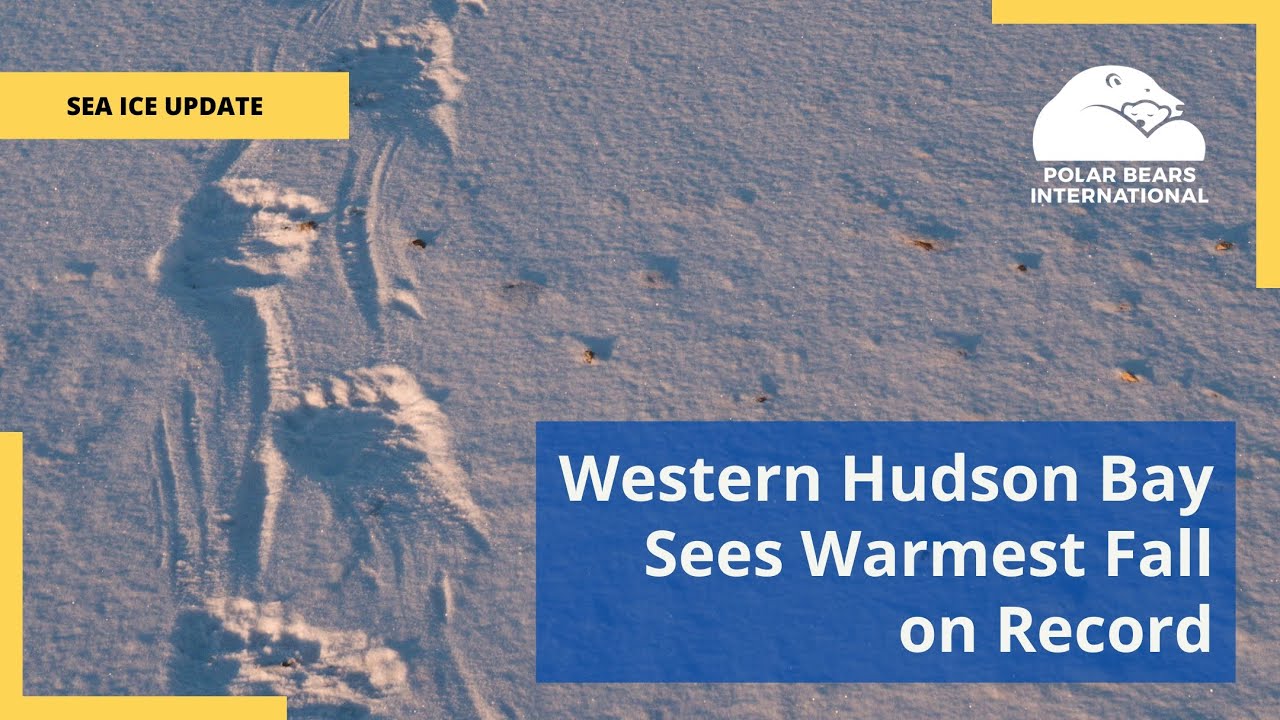 December 2025 Arctic Sea Ice Update with Chief Climate Scientist Dr. Flavio Lehner