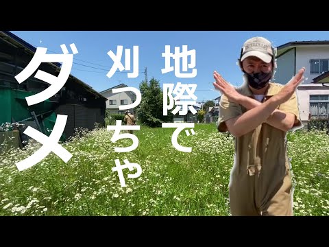 なぜ3月に草刈りをしないのか？冬が終わってから初めて行うのはいつですか？少し待ってからの3つのメリット！  庭園