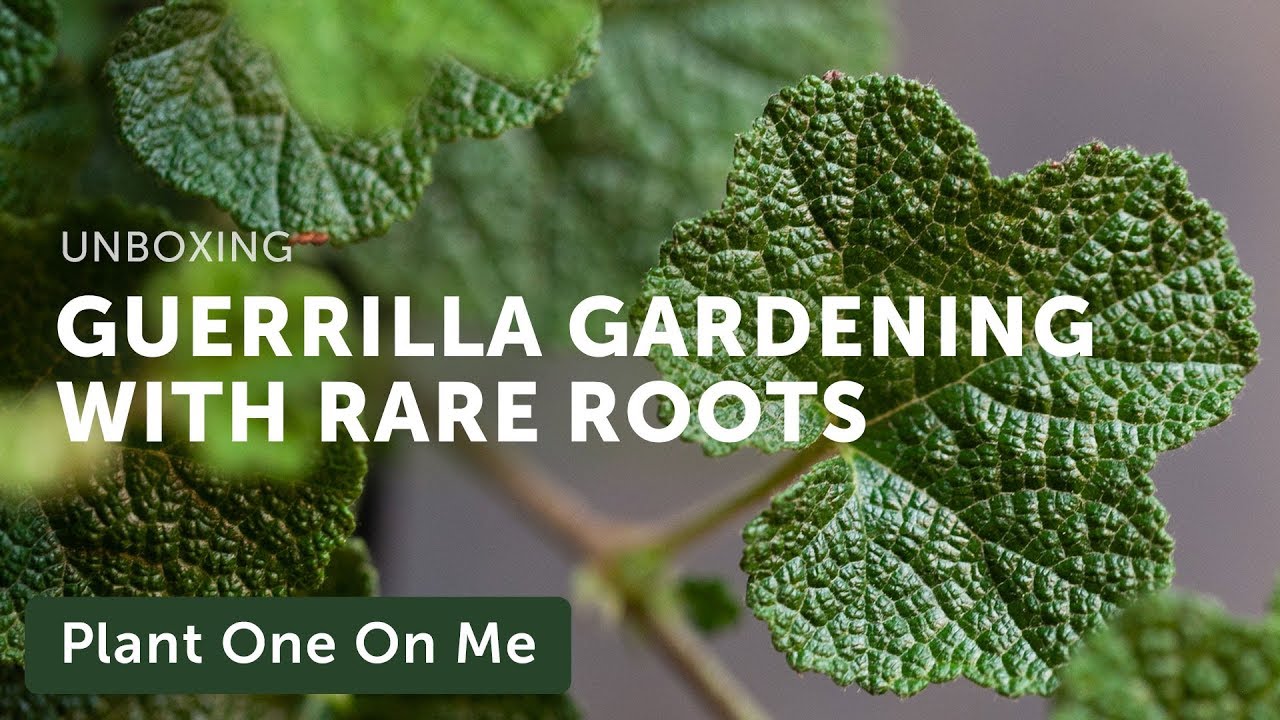 Rare Roots Unboxing & Guerrilla Gardening — Ep 170