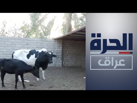 شاهد بالفيديو.. الحمى النزفية.. مخاوف مستمرة وذي قار "البؤرة الأخطر"