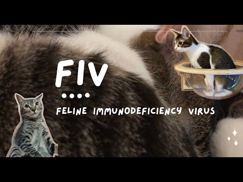 Feline immunodeficiency virus (FIV) in Cats: Causes, Clinical Signs, Treatment & Prevention