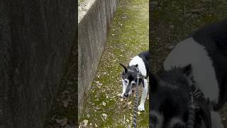 大好きな散歩を控えるミミイヌ　#dog  #犬 #田舎暮らし