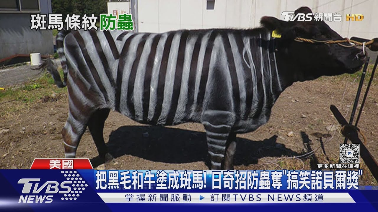 把黑毛和牛塗成斑馬！　日本奇招防蟲奪「搞笑諾貝爾獎」