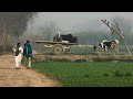 Beautiful Village Life of Punjab Pakistan | Beautiful Pakistan | Explore Pakistan