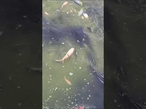 tilapia  velasquez  ! aldea mala malacatancito  huehuetenango