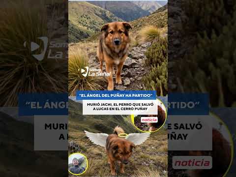 Adiós a Jachi: muere el perro héroe que protegió a Lucas en el Puñay 🚨🐾⛰️