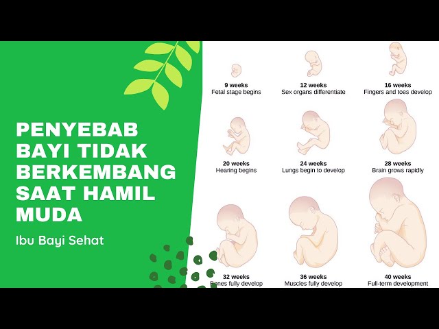 Video pronuncia di berkembang in Indonesiano