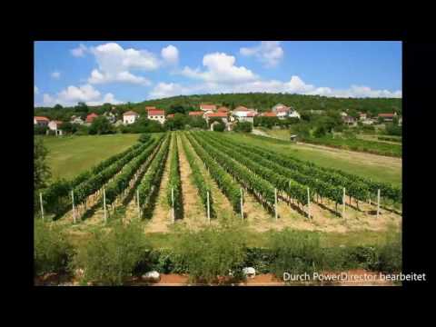 Zoran Begić - Među svojima