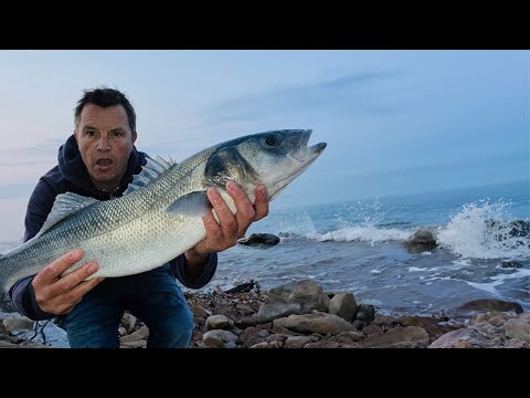 Havbarsfiskeri med levende makrel som agn