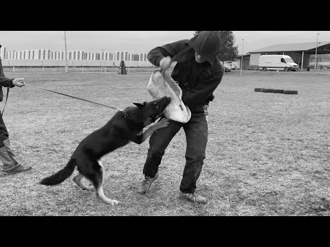 Cheelsea Mapet - protection 9 months