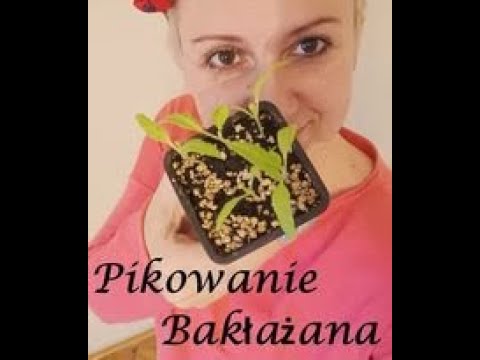 , title : 'Pikowanie Bakłażanów. Przesadzamy bakłażany. Jak pikować oberżynę?'