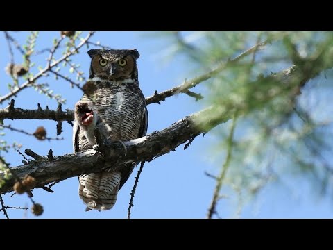 Mother Owl feeding her Owlet
