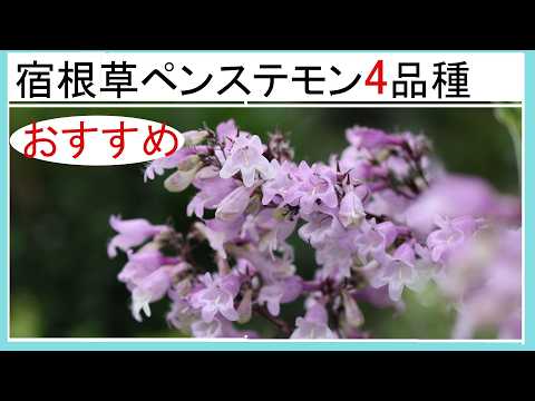 園芸 ペンステモン