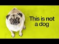 How Humans Ruined Dogs