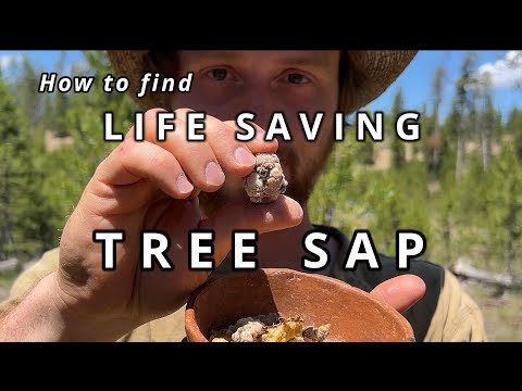 How to use Pine Sap | The forest's most useful resource