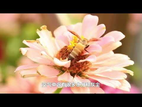 銀杏花期