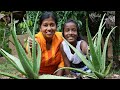 Aloe Vera Juice Aloe Vera Curry And Aloe Vera Oil It Is So Happy To Learn About Healthy Aloe Vera