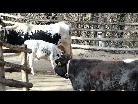 Muh Kuh Pustertaler Sprinzen Tag der Kuh 14. Juli Tiergarten Zoo Schönbrunn Panasonic Lumix