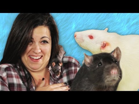 People Play With Rats For The First Time