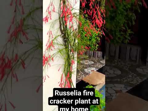 russelia fire cracker plant