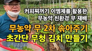 무농약 재배 무 2차 솎아주기 / 친환경 무 재배 / 솎은 무 초간단 무청 김치 만들기 / 커피찌꺼기 이엠제…