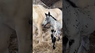 cavalo bom de corrida