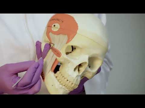 ¿Cuántos huesos tiene el neurocráneo?   | Anatomía del cráneo #cursob10