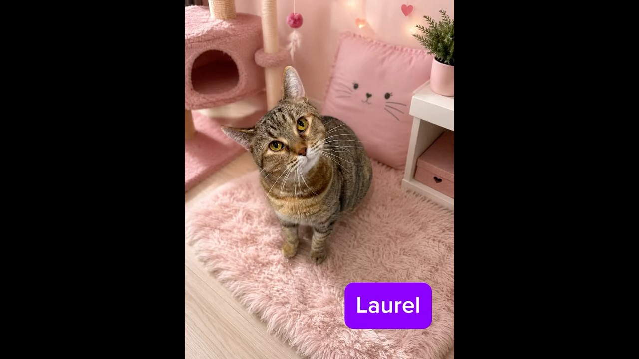 Enlarge Laurel, a Adoptable mixed breed in Greensburg, PA video 5/6