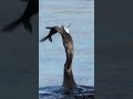 Cormorant Eating A Big Fish