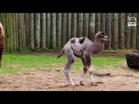 Introducing Louis, our 4 day old camel calf