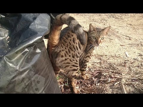 Bengal cat spraying #1