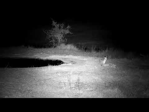 Djuma: Duiker drinking at the pan - 22:09- 08/18/21