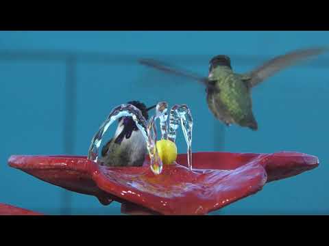 Boy O Boy 2 male Costa's Hummingbirds Bathing in my "Hummingbird SPA"
