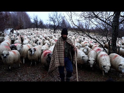 Transhumanța de iarnă cu Marinel Ciobănașu' | Reacția câinilor când dau de urmă proaspătă de LUP