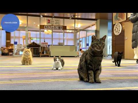 Visiting a Hotel where You Can Sleep with 58 CATS in Japan | White Lighthouse