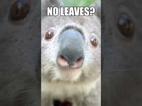 Koala's are REALLY DUMB