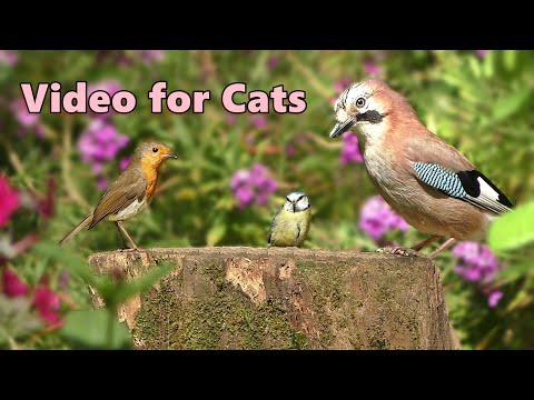 Sounds for Cats ~ Summer Birds Spectacular 🌸 8 HOURS 🌸