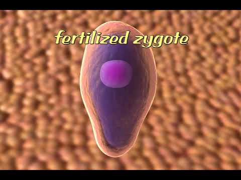 The Life Cycle of Deadly Malarial Parasite - 3D Animation