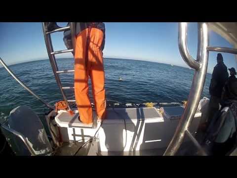 The White Shark Project