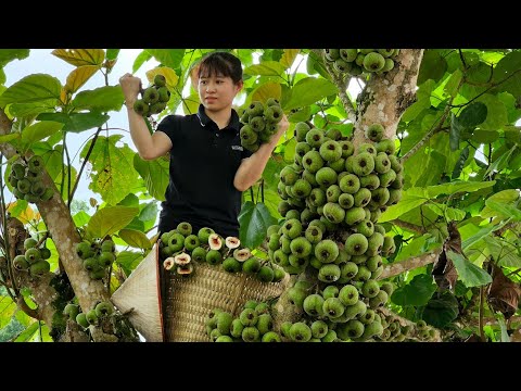 FULL VIDEO: 30 Days Harvesting Figs, Snails, Mussels, Chayote, Oleasters Fruit Go to market sell