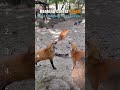 Ranking Cutest Foxes On Earth! (u must see Finnegan Fox) 🦊🥹 #shorts #viral #fox