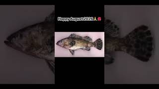 Download lagu Happy Vula i Senidrala or Vula -i- Kawakawa - the usual English month of August or Okosita in Fijian mp3