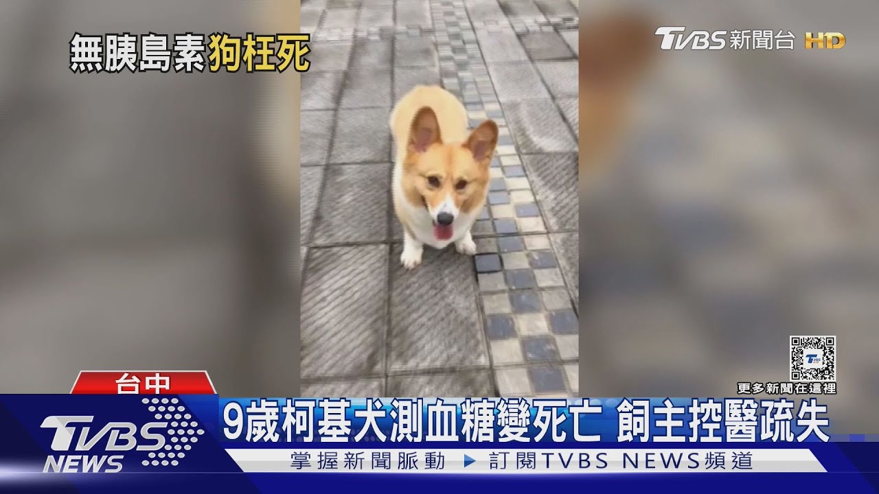 9歲柯基犬測血糖變死亡 飼主控醫疏失